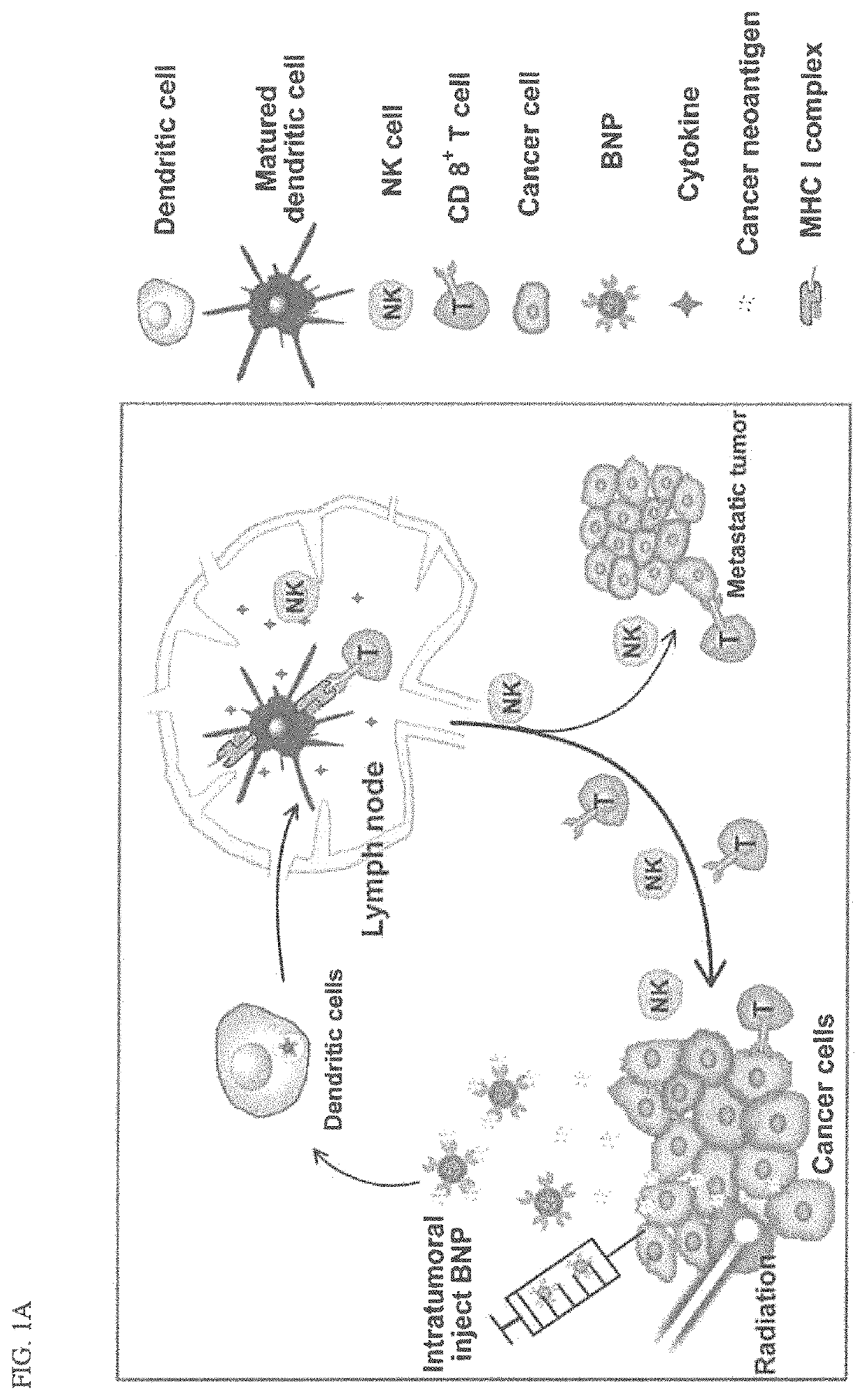 Bacterial membrane nanoparticles as an immunotherapy system for cancer treatment