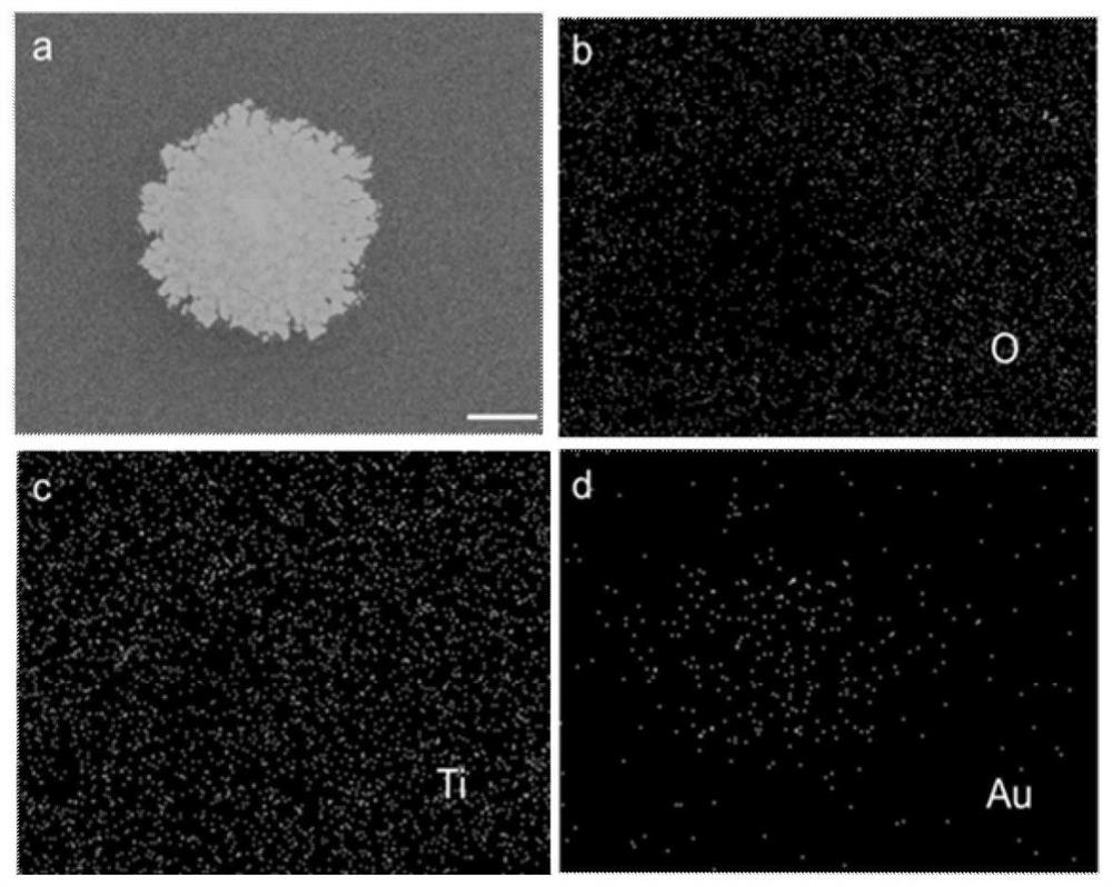Photoelectrochemical sensor preparation method based on efficient and stable in-situ growth of titanium dioxide/nanogold photo-anode
