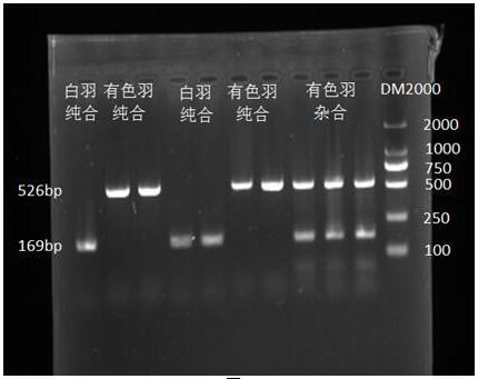 Primer for identifying recessive white feather genotype of Xianglu mountain chickens and application of primer