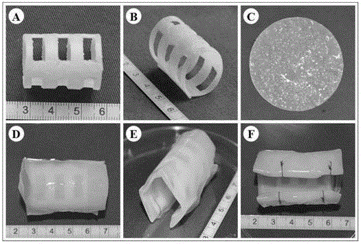 Method for constructing tissue engineered cartilages in vivo