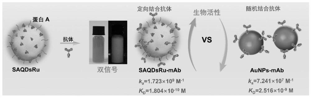 Probe, method for detecting zearalenone and application