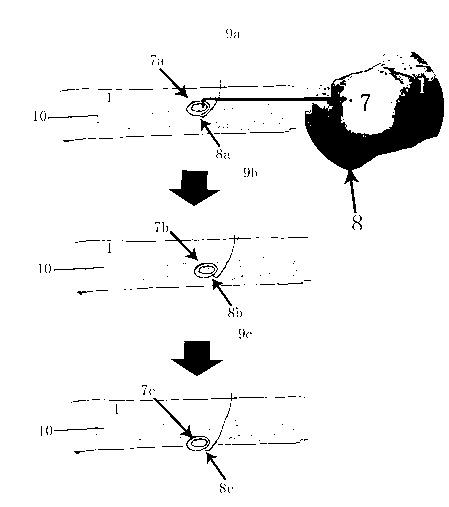 Novel shed pear tree fruiting branch group and culturing method thereof