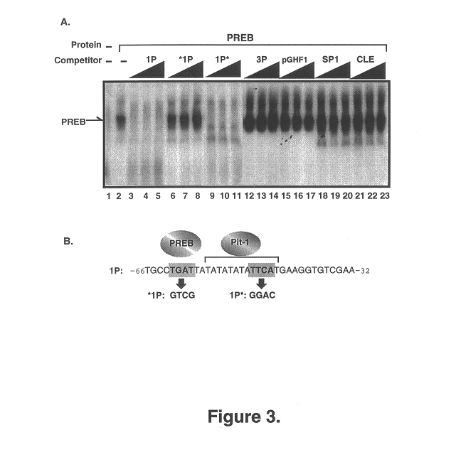 Prolactin regulatory element binding protein and uses thereof