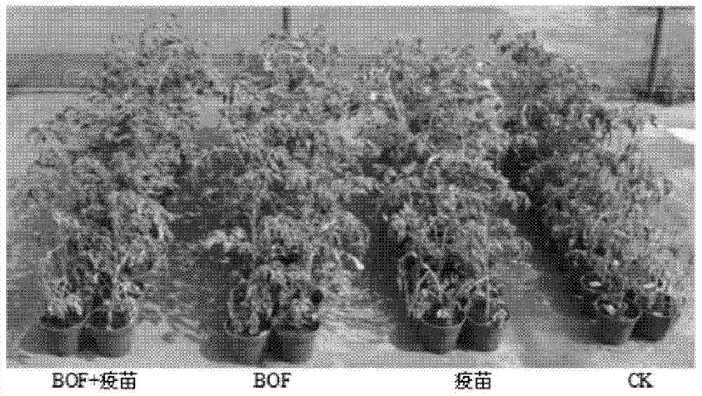 Method of three-dimensionally preventing and controlling tomato bacterial wilt