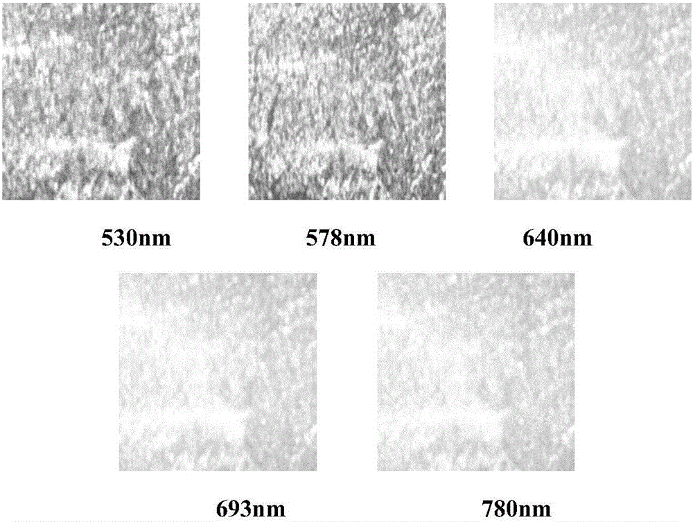 Hyperspectral detection method of color and texture changes in preserved meat salting process