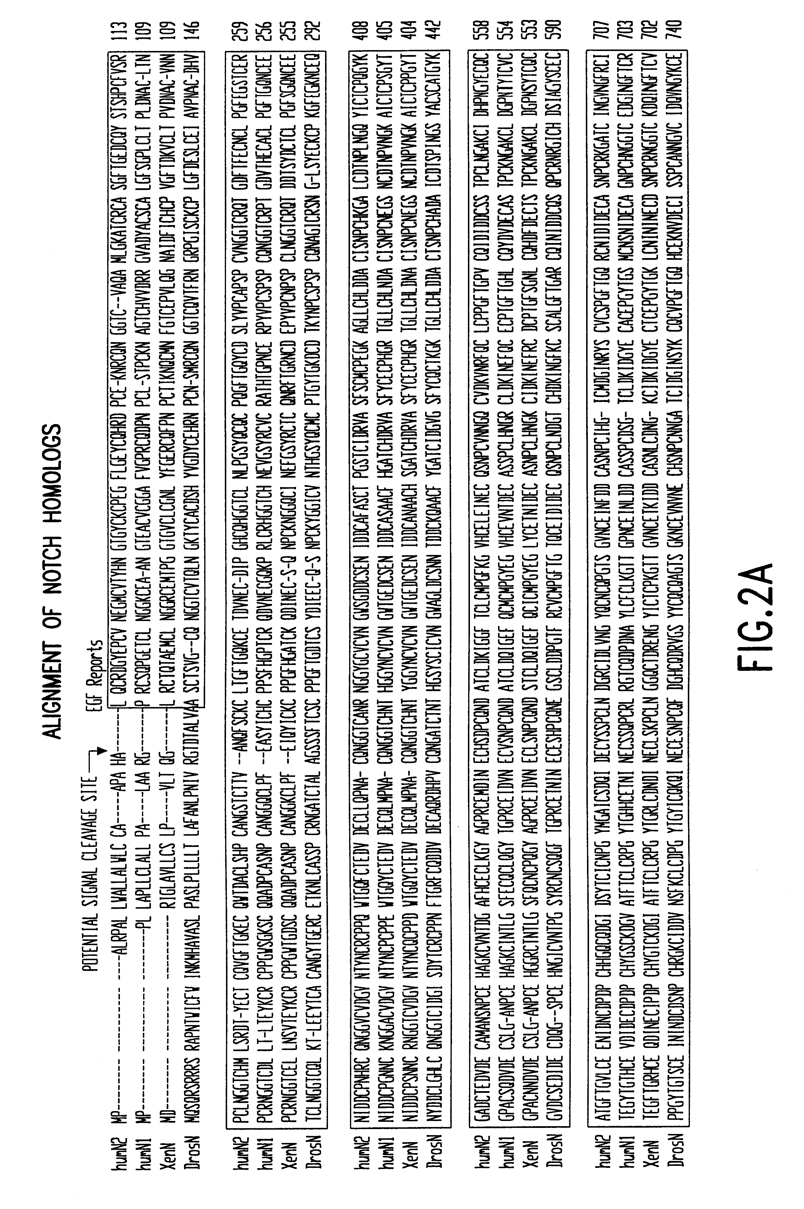 Activated forms of notch and methods based thereon