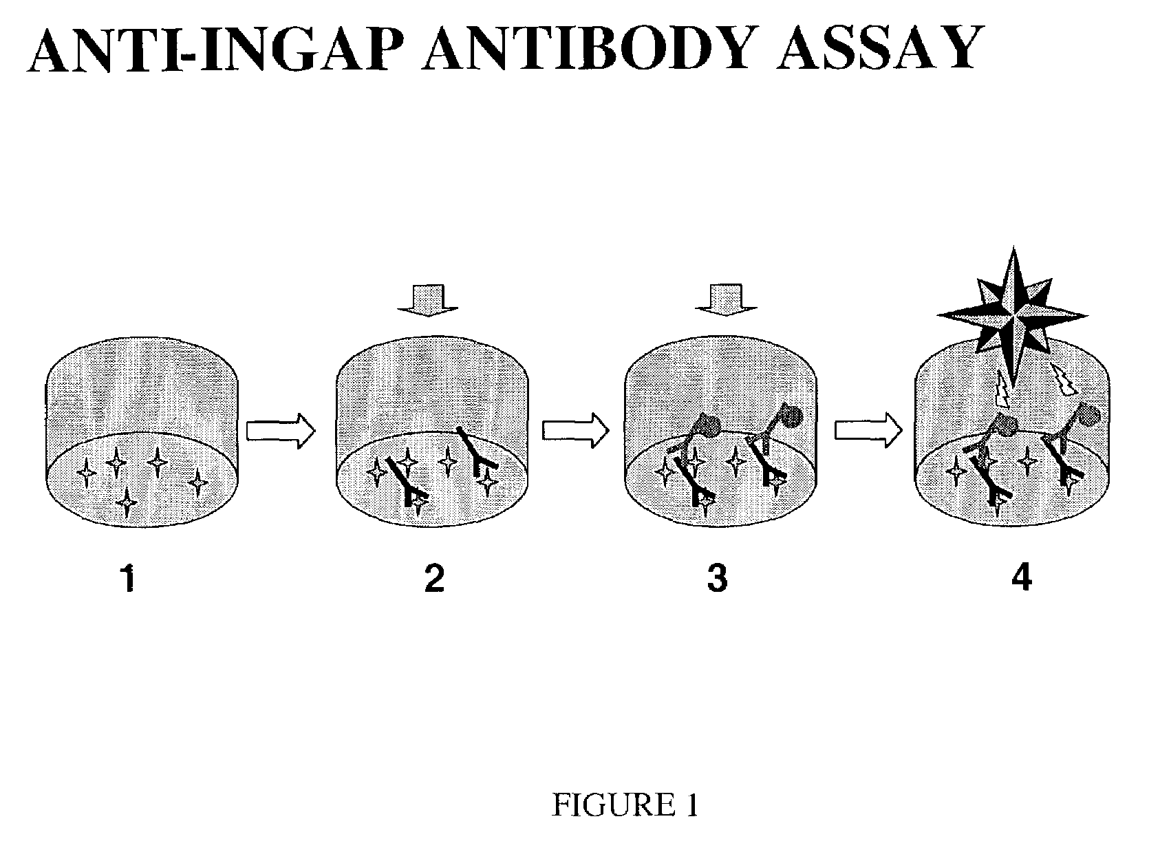 Assay for anti-INGAP antibodies