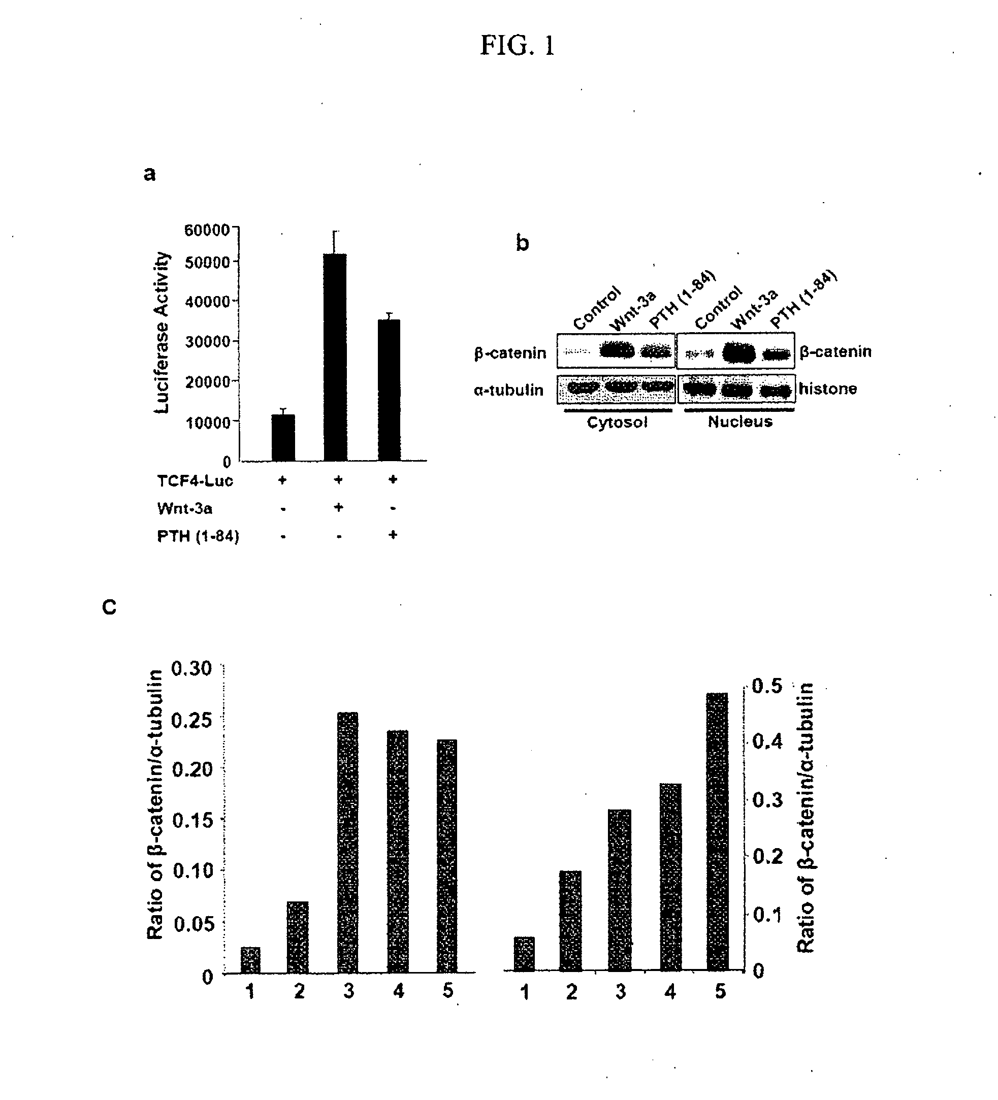 Compositions and Methods for Improving Bone Mass Through Modulation of Novel Receptors of PTH and Fragments Thereof