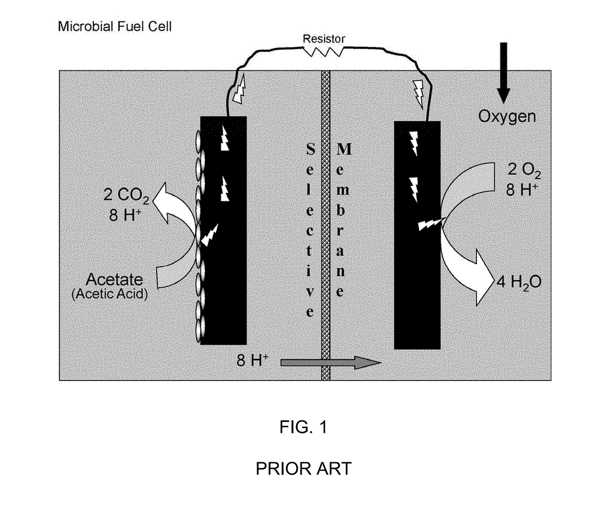 Microbial production of multi-carbon chemicals and fuels from water and carbon dioxide using electric current