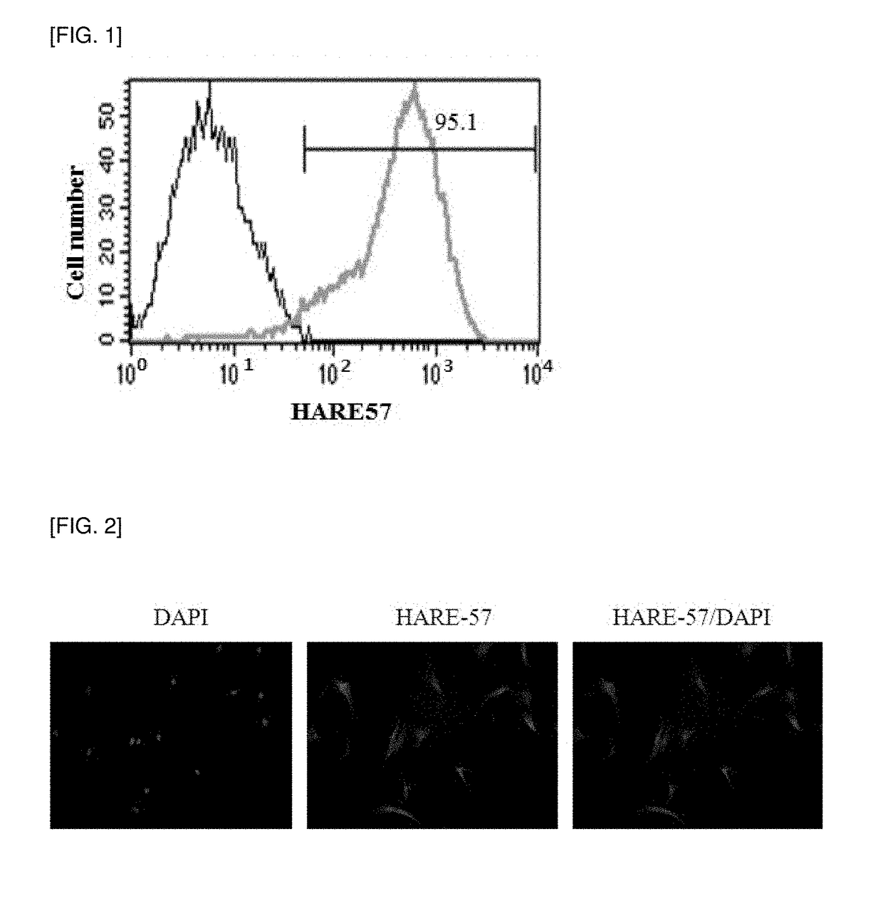 Functional regulatory antibody having actions of promoting proliferation, survival, and cell activation of dermal papilla cells as hair growth regulating center cells and use thereof