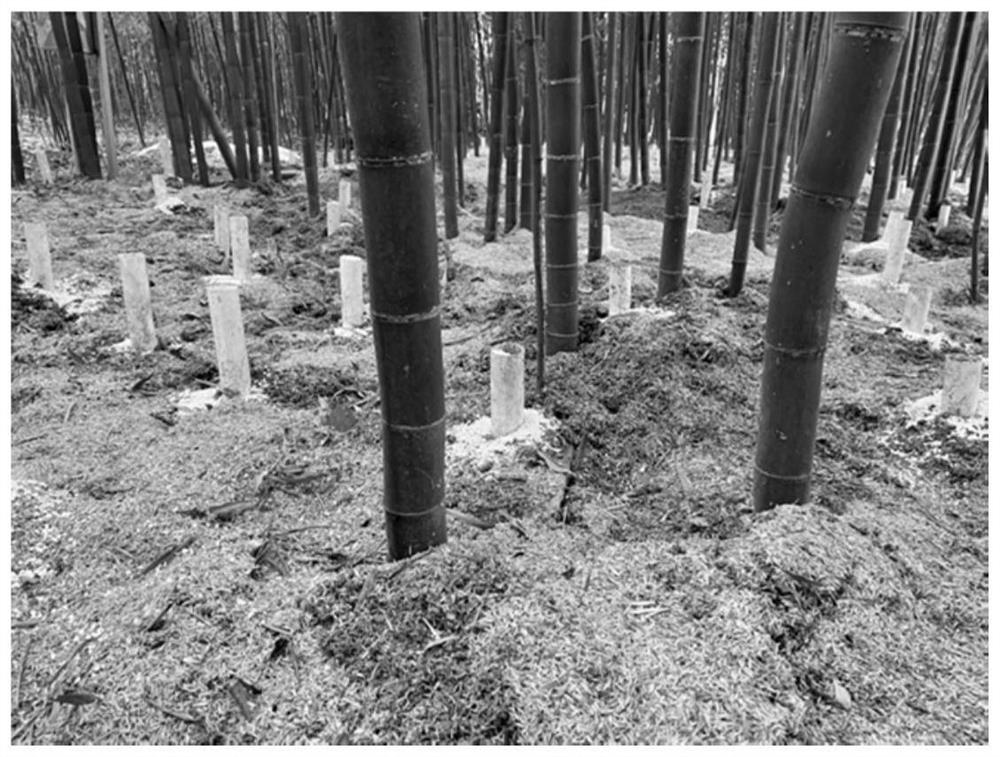 Pipe insertion ventilation method suitable for covering phyllostachys praecox forest in southern China