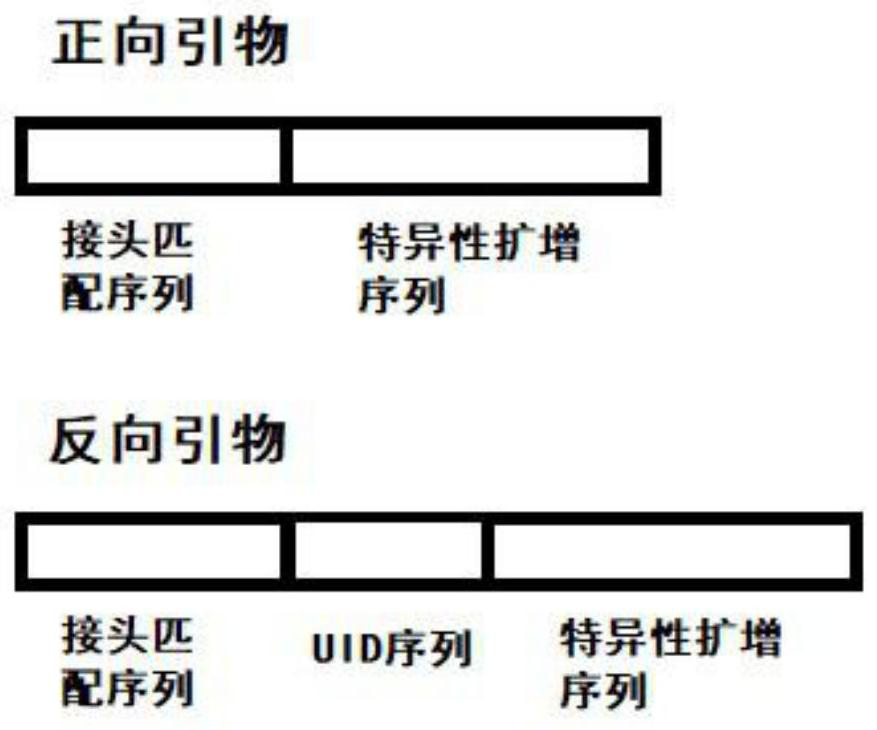 Lung cancer or colorectal cancer mutant gene detection primer composition and application thereof