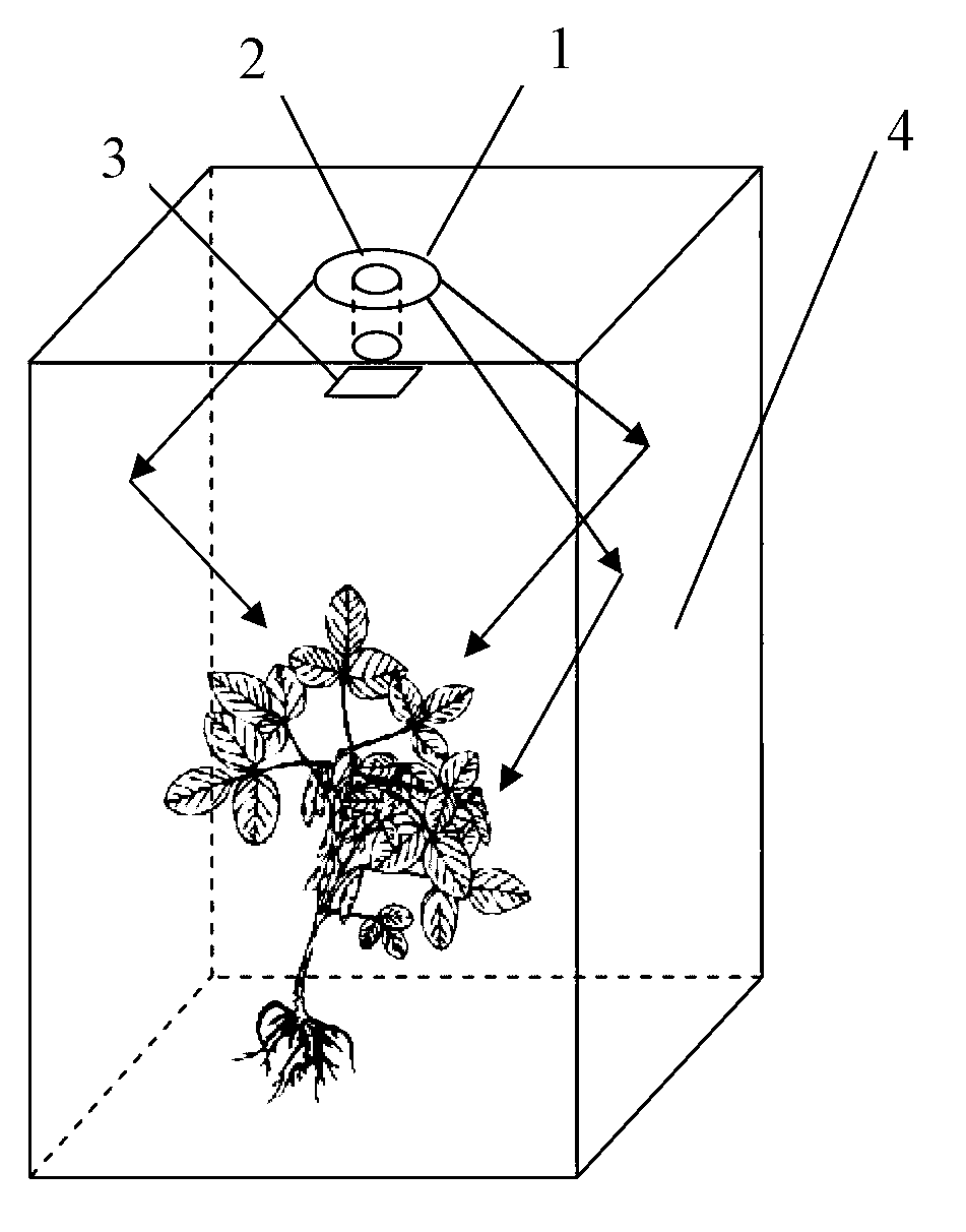 Plant chlorophyll fluorescence detecting device for equalizing irradiation
