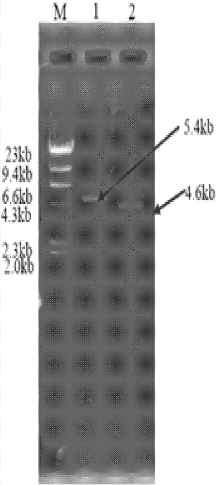 Actinobacillus succinogenes PZ improving yield of succinic acid, and construction method and application thereof