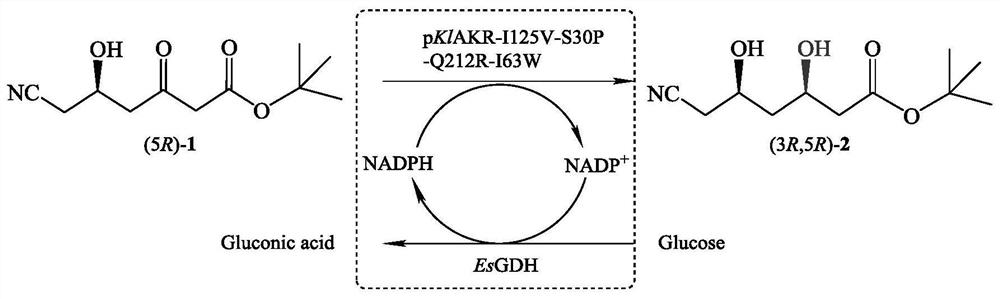 Aldehyde-ketone reductase mutant and its application