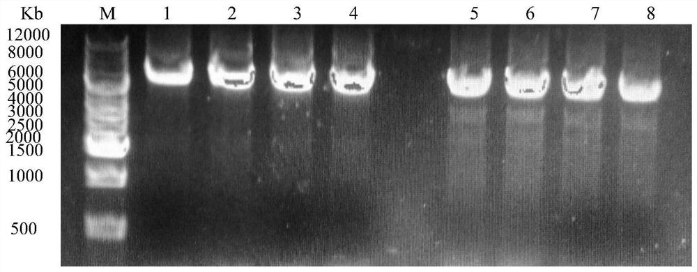 Aldehyde-ketone reductase mutant and its application