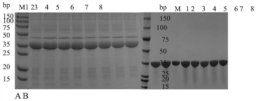 Aldehyde-ketone reductase mutant and its application