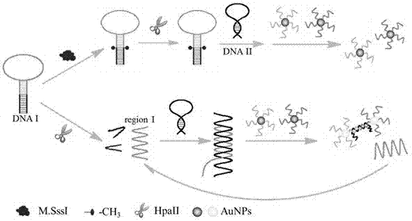 A Colorimetric Sensing Method for Detection of DNA Methyltransferase Activity Based on DNA Strand Displacement Cycle Amplification Technology