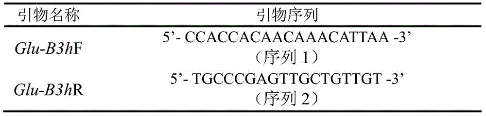 Molecular marker and application of common wheat low-molecular-weight glutelin Glu-B3h gene