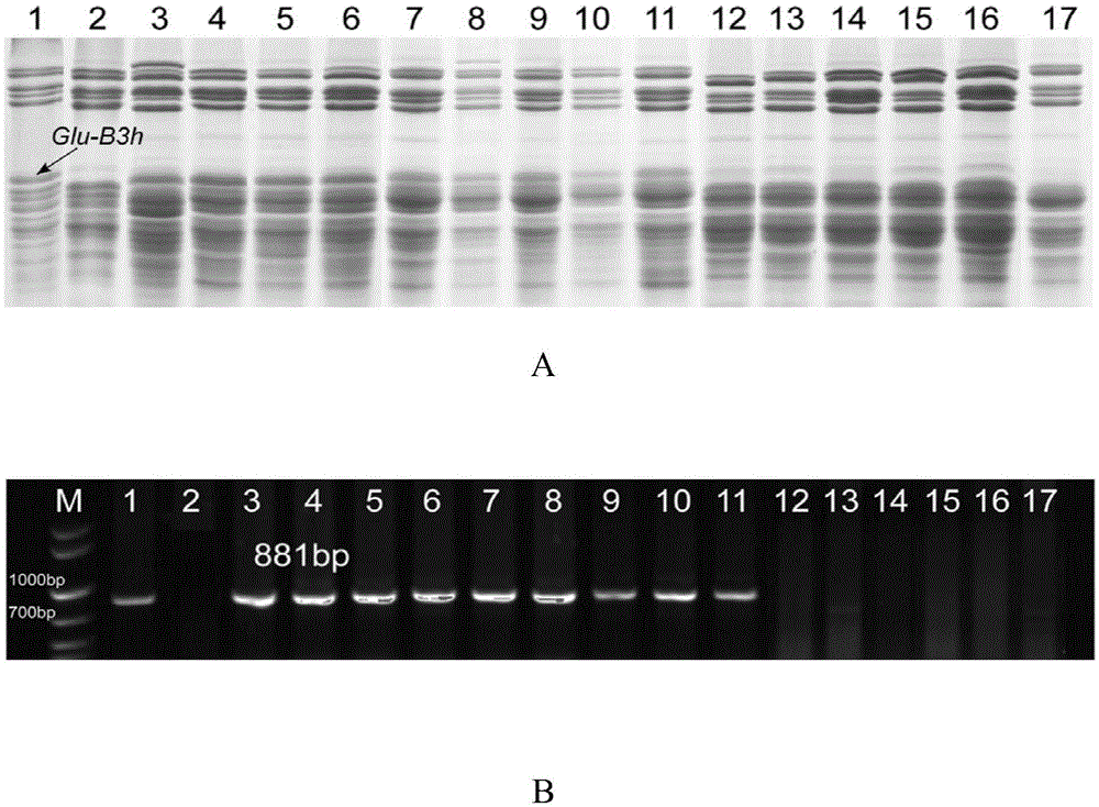 Molecular marker and application of common wheat low-molecular-weight glutelin Glu-B3h gene