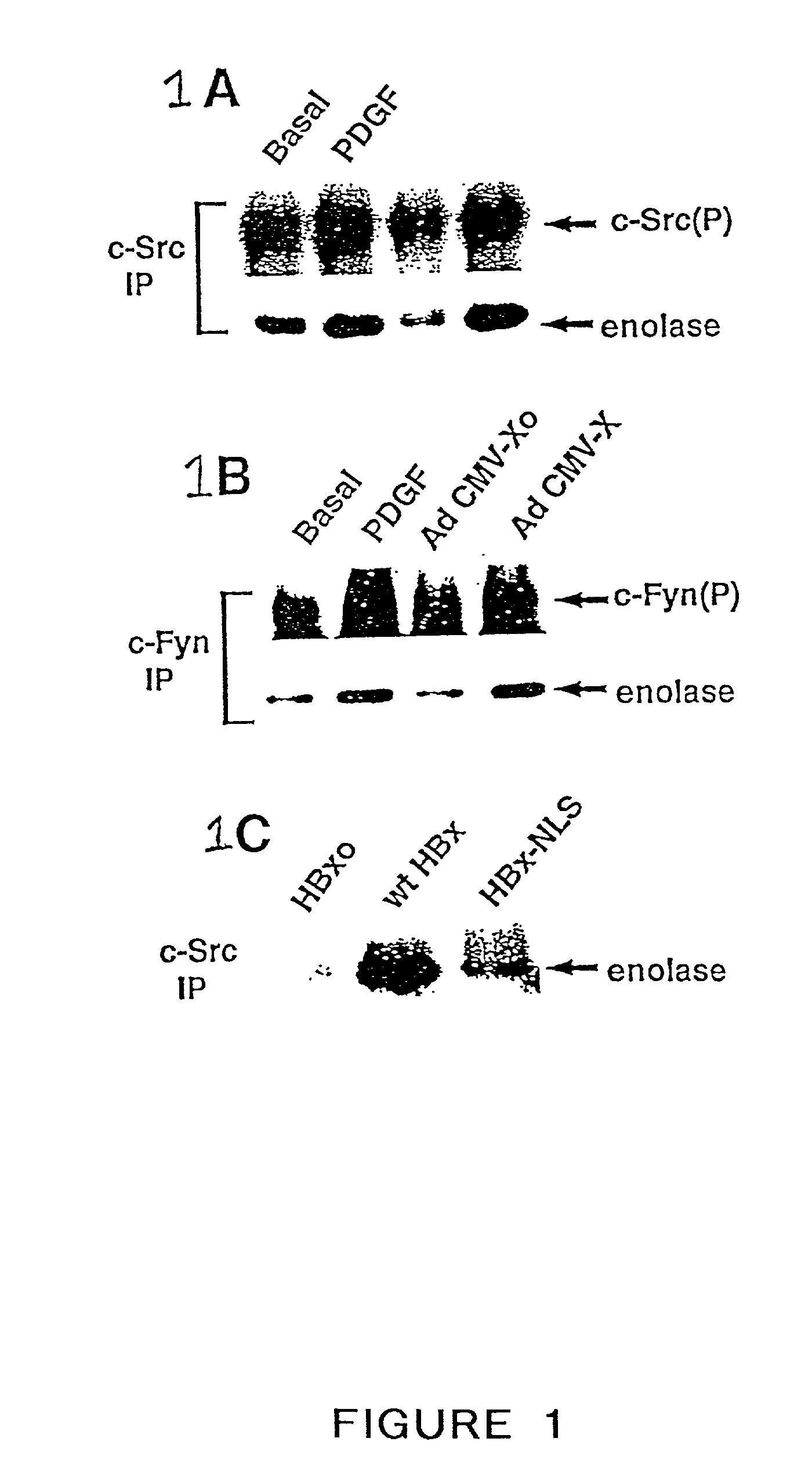 Inhibition of the SRC kinase family pathway as a method of treating HBV infection and hepatocellular carcinoma