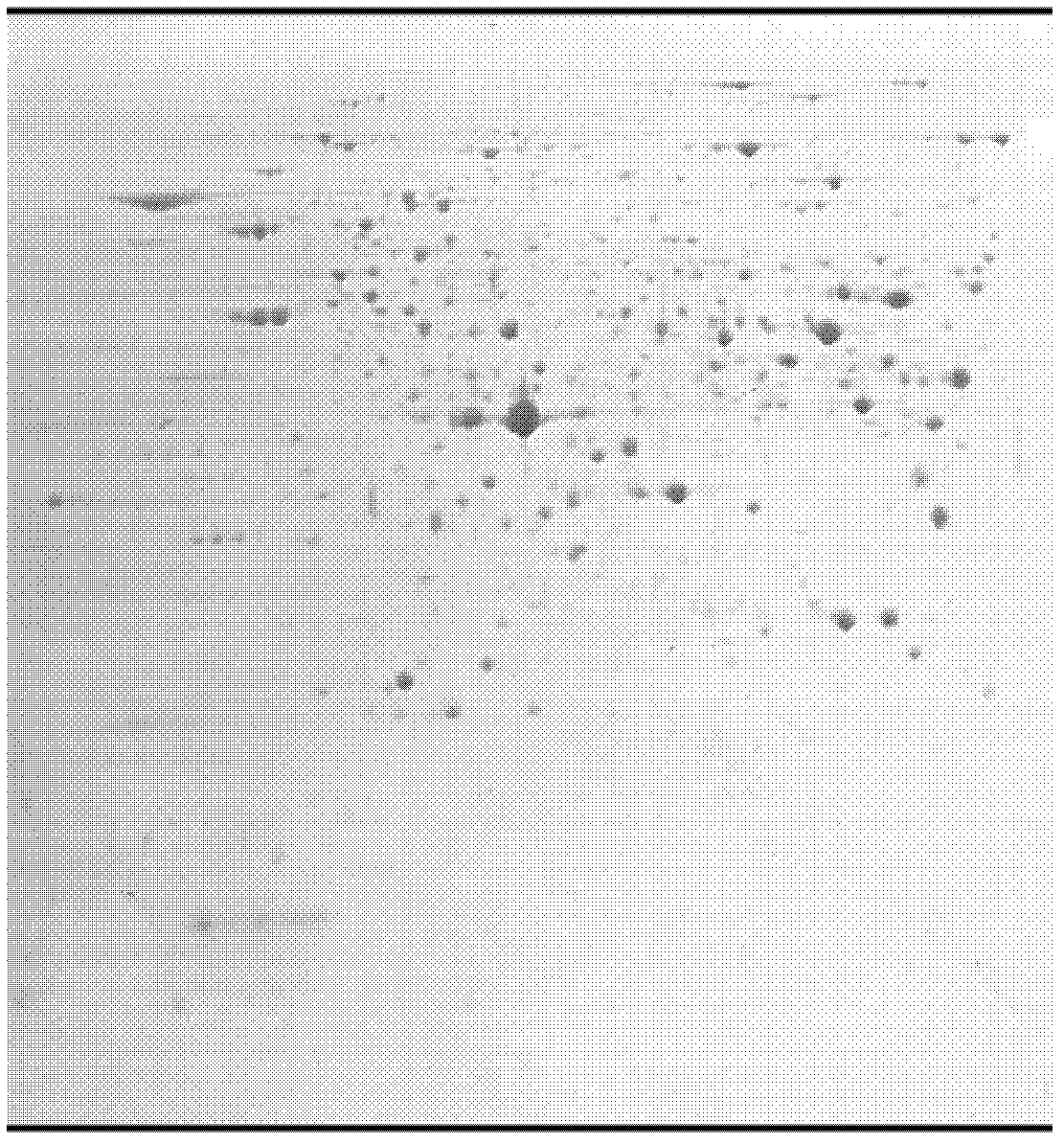 Identification method of intracellular and extracellular proteomes of penicillium during fermentation