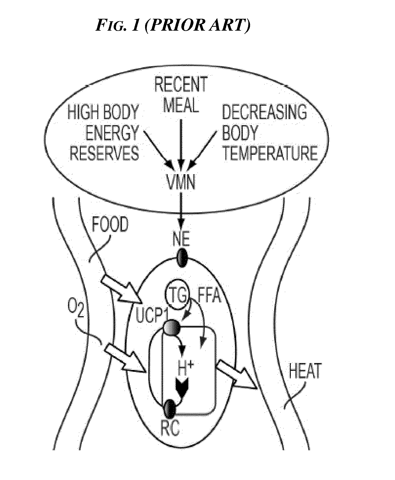 Methods and Devices for Inhibiting Nerves When Activating Brown Adipose Tissue