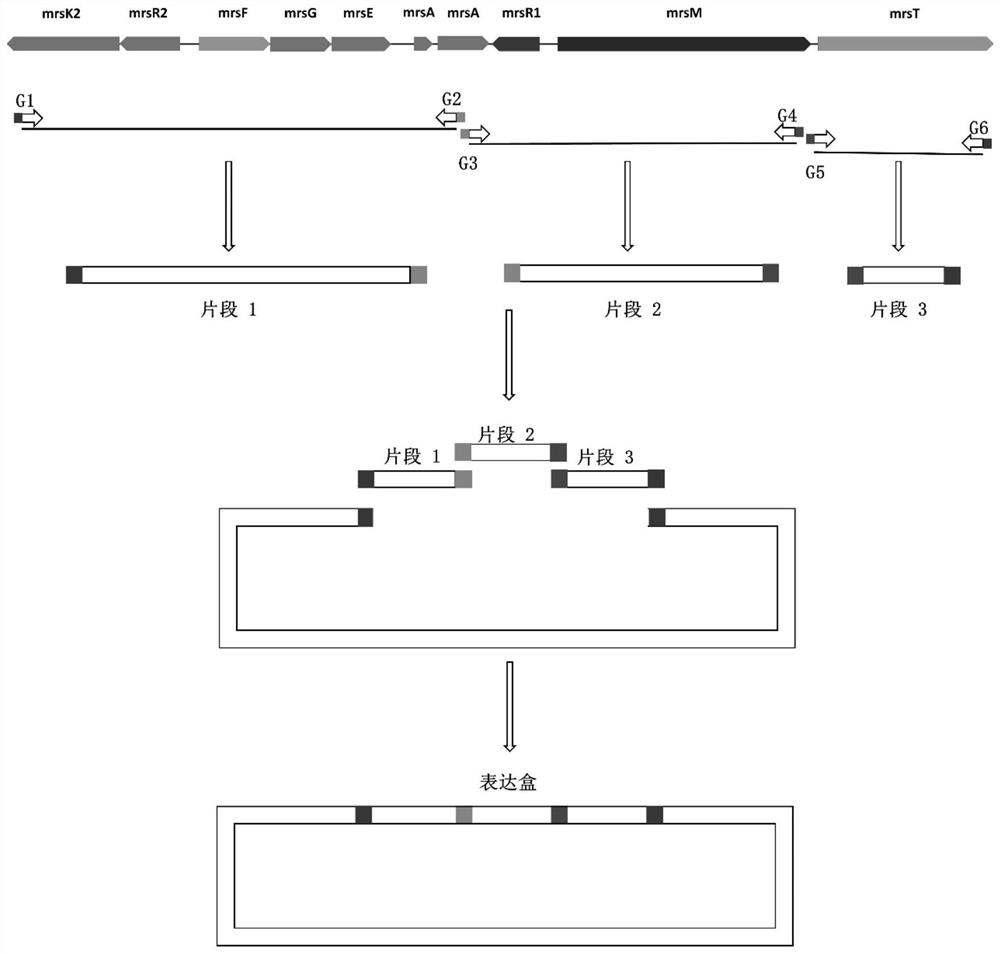 Gene expression cassette for coding secretory Mersicidin and preparation method thereof