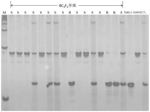 Indel molecular marker co-segregated with cucumber zymv resistance gene