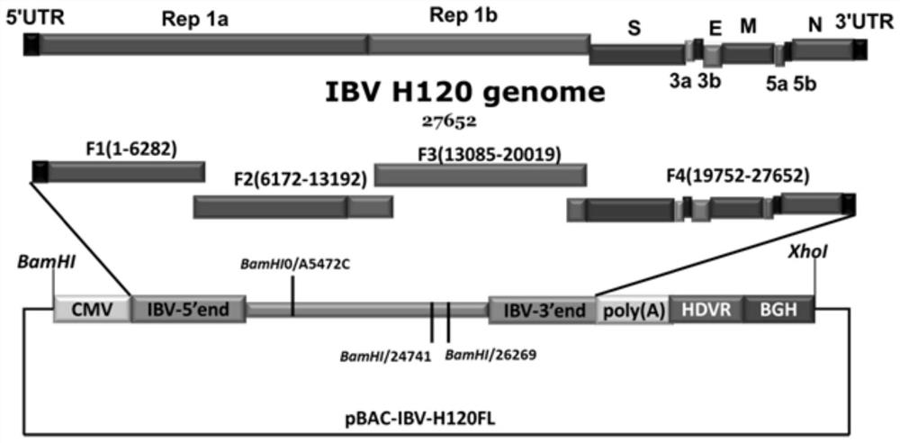 A method for rapidly constructing a reverse genetic strain of avian infectious bronchitis virus