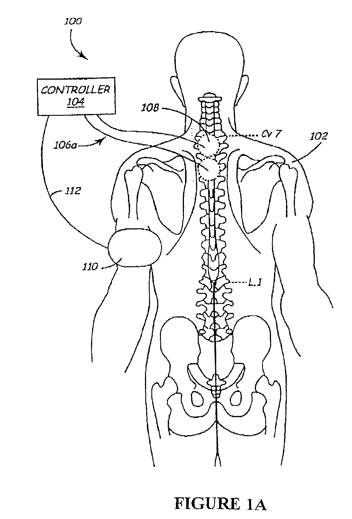 Methods and apparatus for the regulation of hormone release