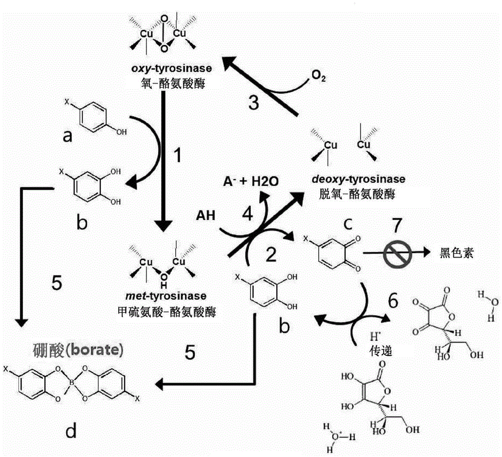 Catechol derivative prepared using tyrosinase, method for preparing same, and application of same