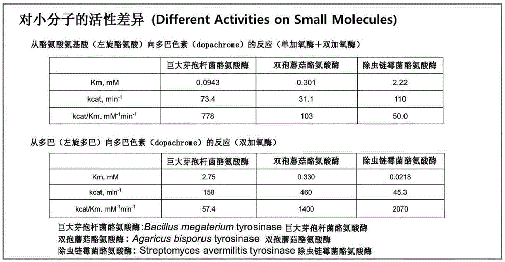 Catechol derivative prepared using tyrosinase, method for preparing same, and application of same