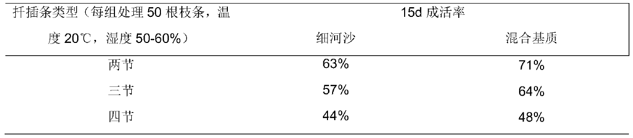 Cutting Propagation Technology of Fast-growing Jintiesuo