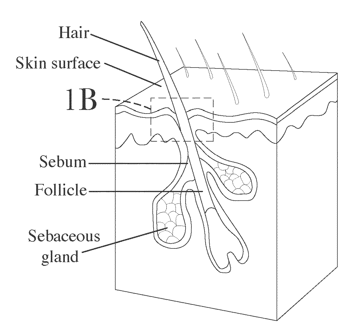 Hair Care Compositions for Preventing Oxidative Damage to Hair, Methods of Use, and Methods of Marketing Such Compositions