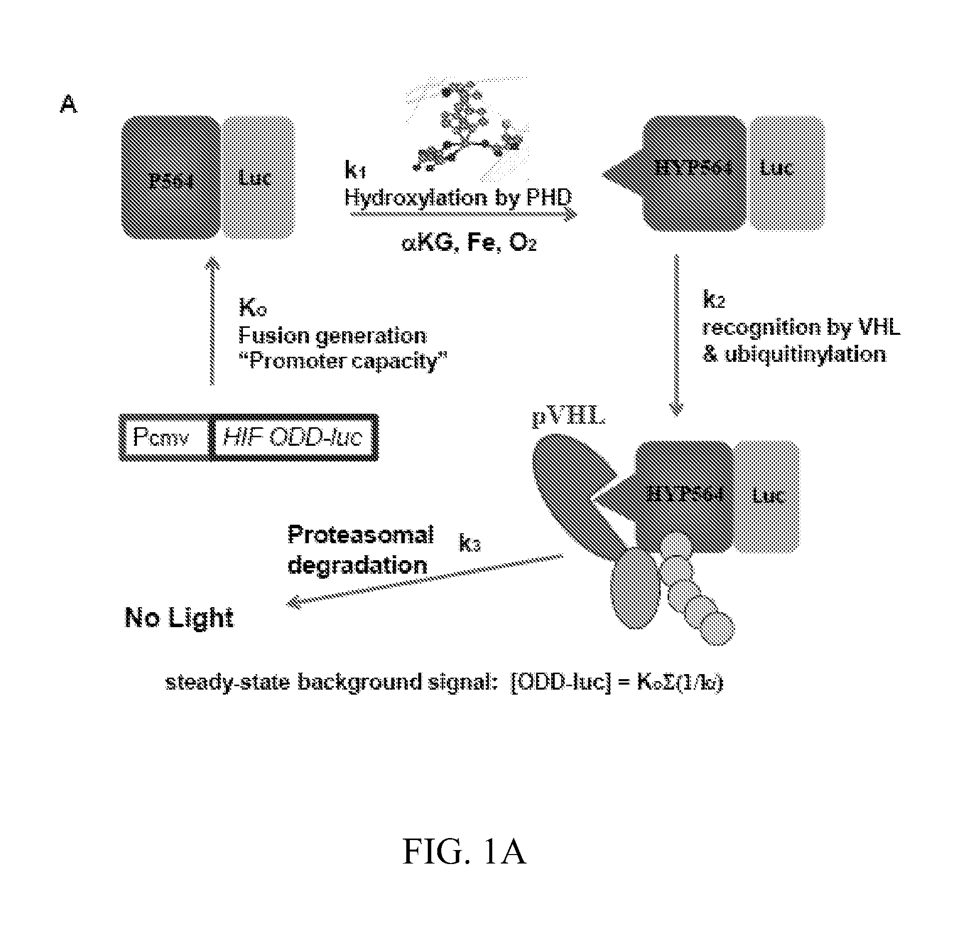 Prolylhydroxylase inhibitors and methods of use