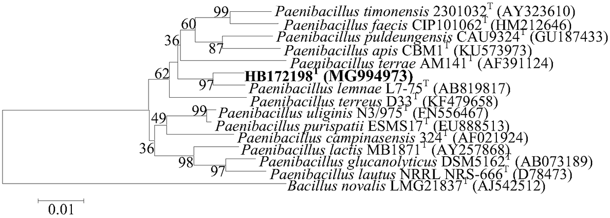 Paenibacillus sp. strain HB172198 and applications thereof