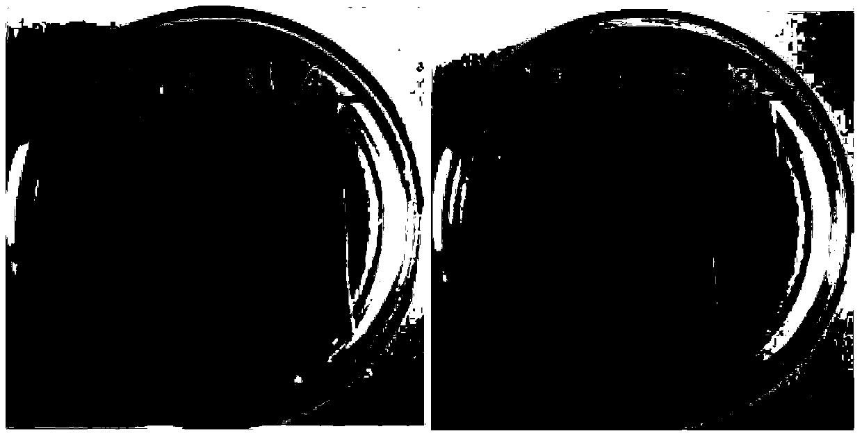 A method for determining the content of total acyl homoserine lactone (ahl) and its application