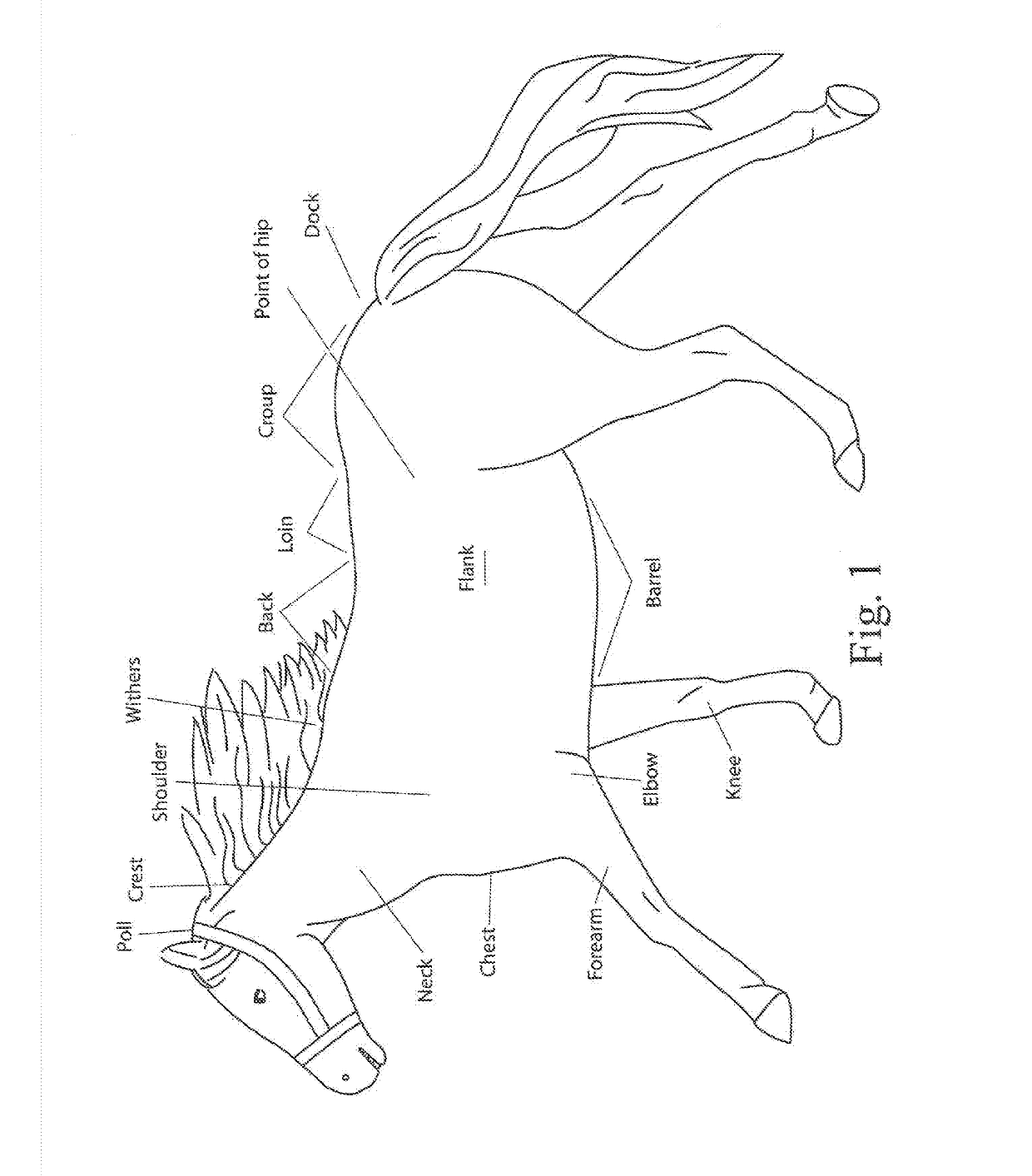 Equine yoke closure device and adjustable blanket system