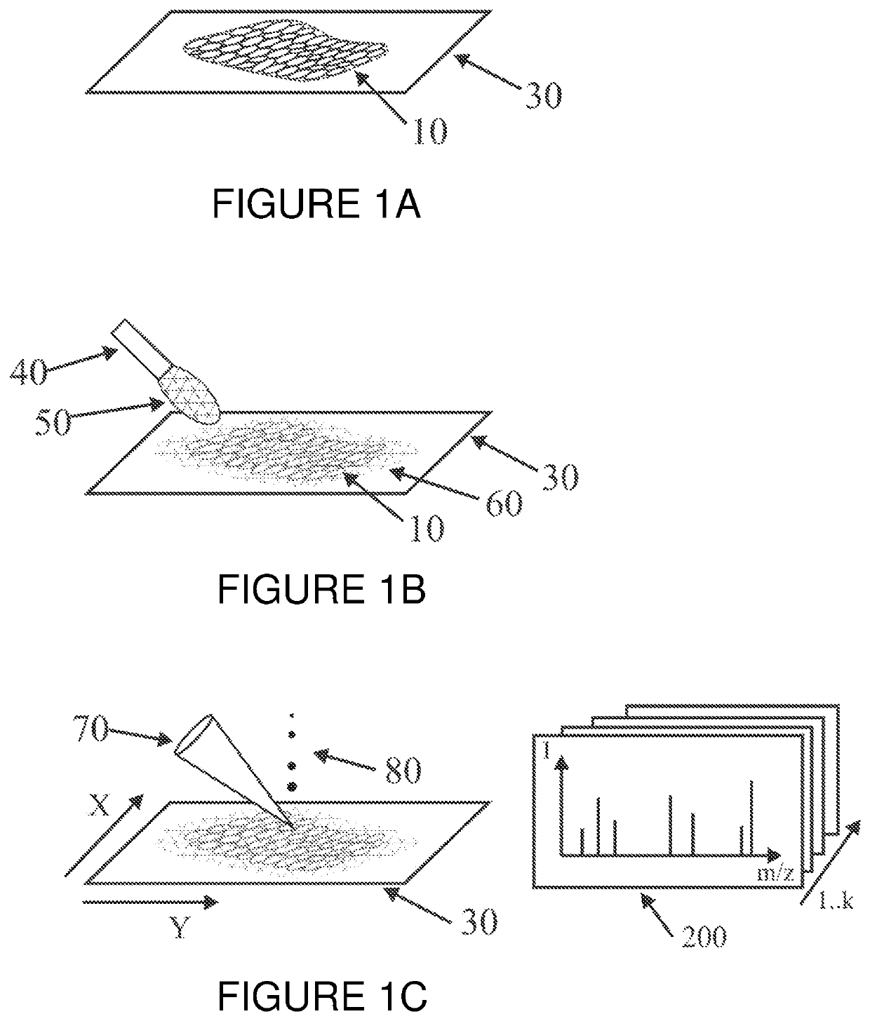 Mass spectrometric determination of particular tissue states