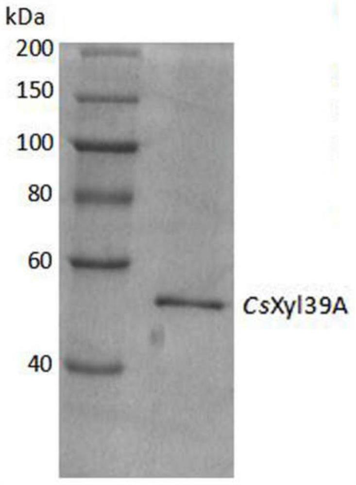 β-Xylosidase and its application