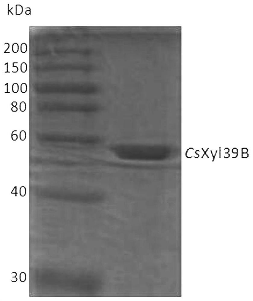 β-Xylosidase and its application