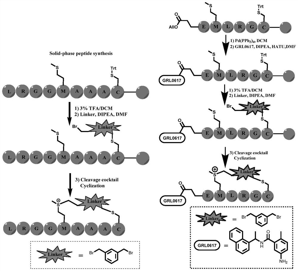 Stable polypeptide protein covalent inhibitor of papain-like protease PLpro targeting 2019 novel coronavirus
