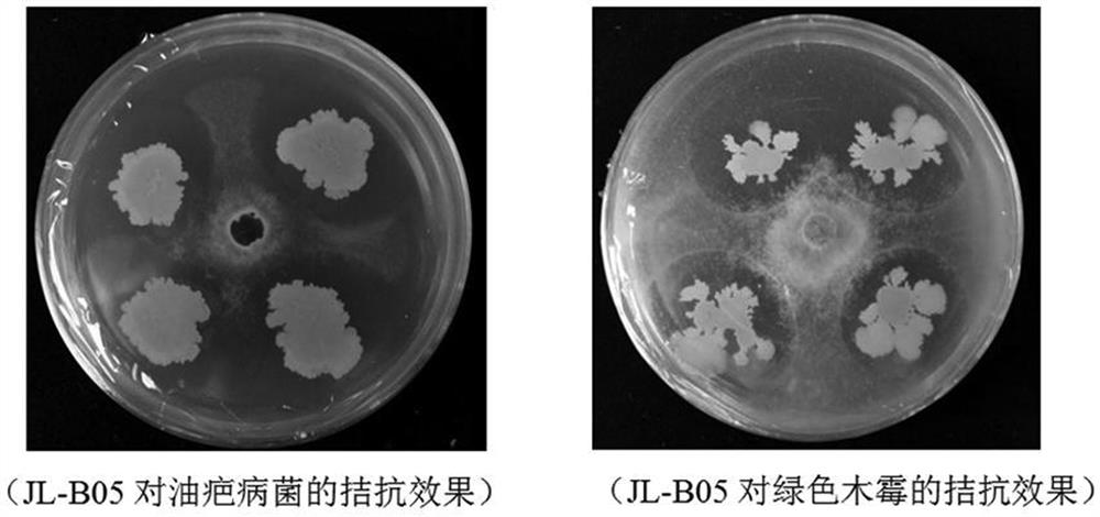 An endophytic Bacillus amyloliquefaciens jl-b05 and its application
