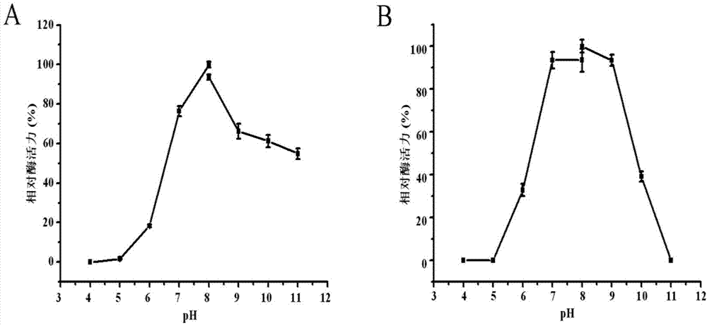 D-lactate oxidase and application thereof in D-lactic acid detection