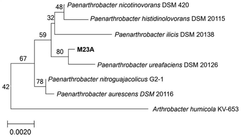 A Chromium-resistant Petroleum Hydrocarbon Degrading Strain m23a and Its Application