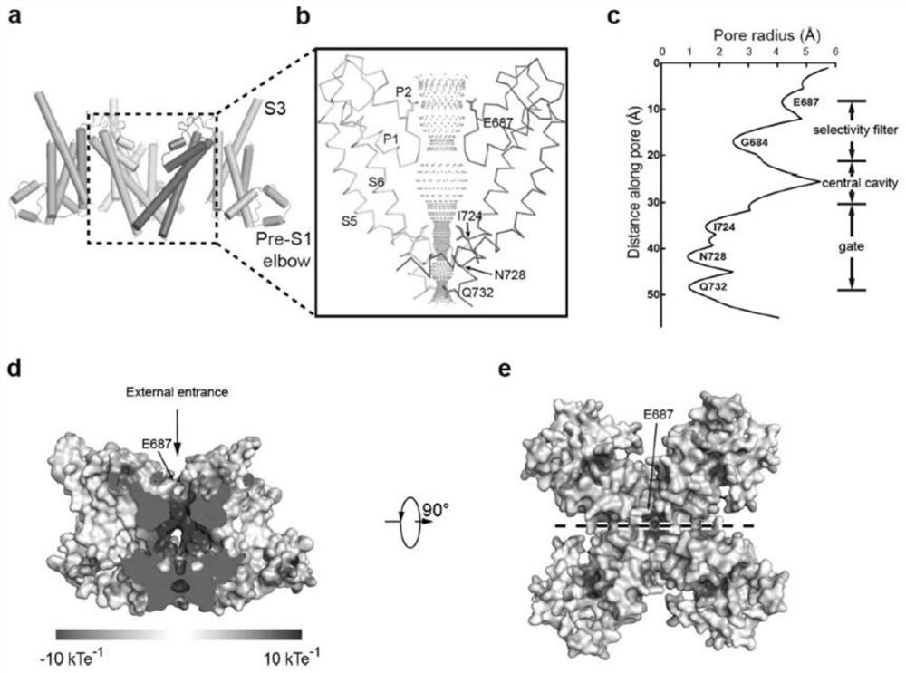 Cell membrane transient receptor potential C6 channel immunogenic oligopeptide as well as vaccine and anti-ventricular fibrosis pharmaceutical application of cell membrane transient receptor potential C6 channel immunogenic oligopeptide