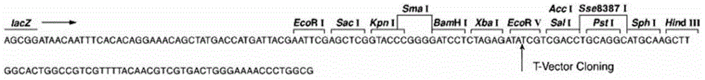 Alkaline xylanase as well as encoding gene and application thereof