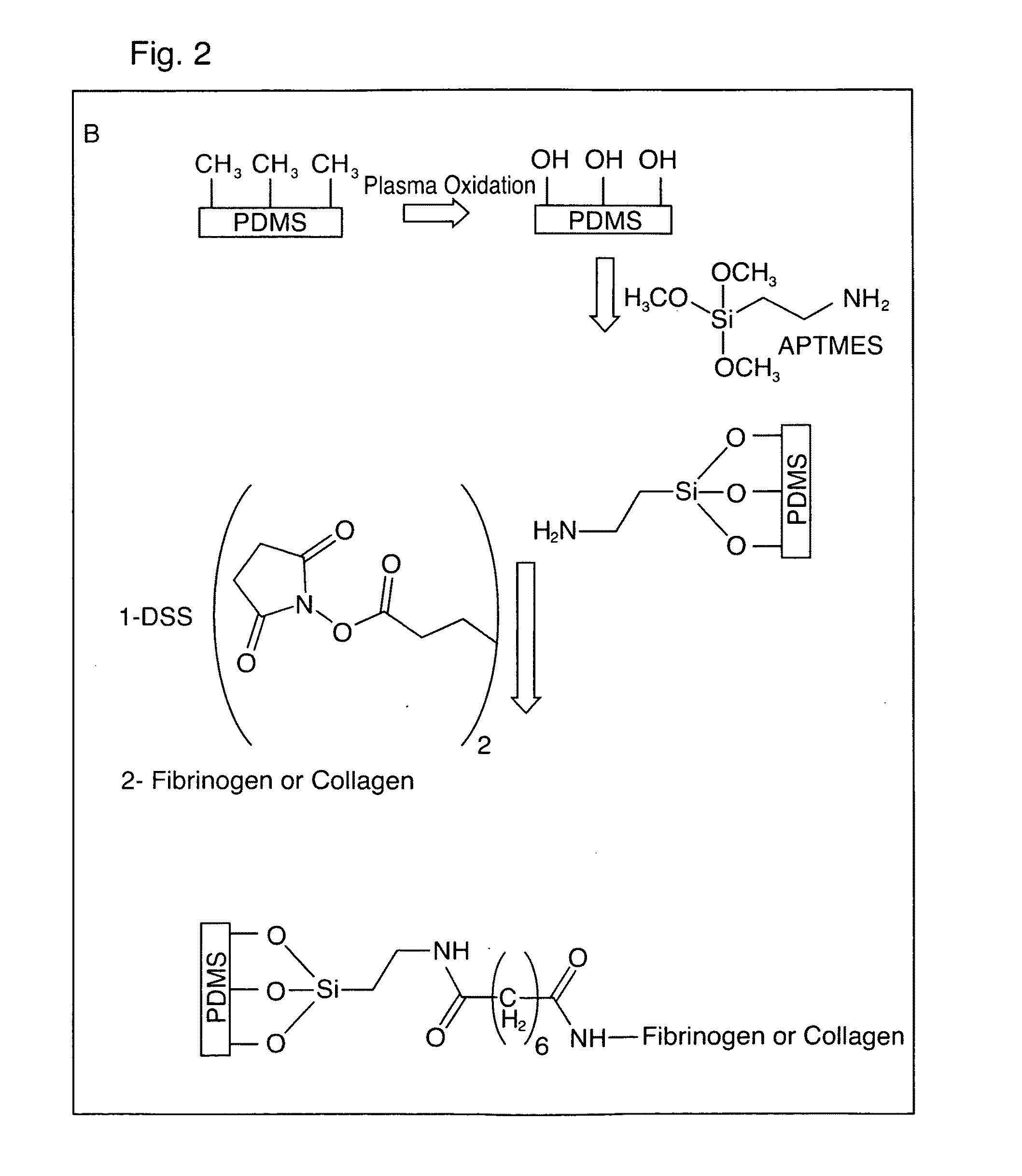Method and apparatus to conduct kinetic analysis of platelet function in whole blood samples