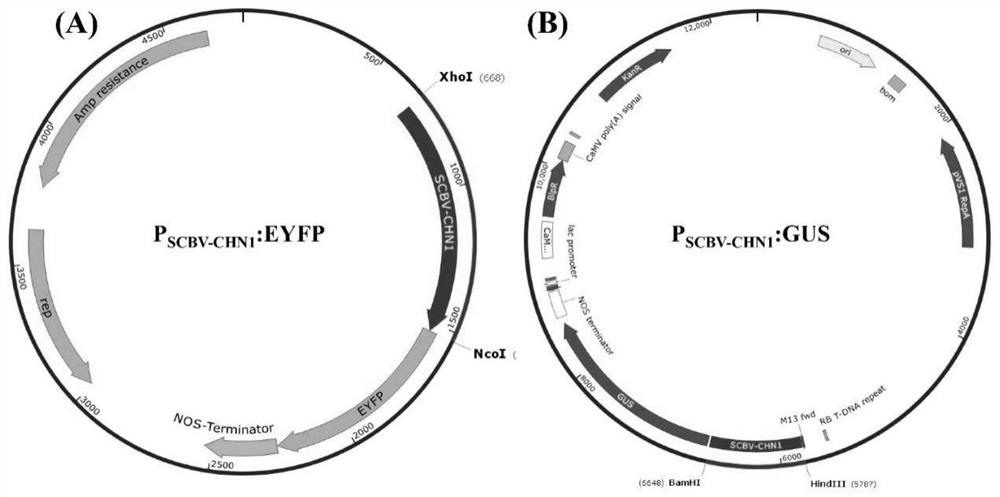 Constitutive promoter PSCBV-CHN1 from sugarcane baculovirus and application thereof